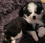 Pomsky pups, Overige rassen, 8 tot 15 weken, Meerdere, Meerdere dieren