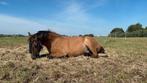 Pensionstal in Berkenwoude, Dieren en Toebehoren, Stalling en Weidegang, Weidegang, 2 of 3 paarden of pony's