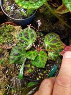 Begonia rajah endemisch Maleisië zeer fraaie plant, Ophalen of Verzenden, Overige soorten, Minder dan 100 cm