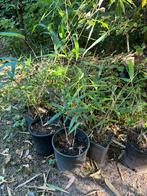 8x Bamboe in een pot, Tuin en Terras, Bloeit niet, Halfschaduw, 100 tot 250 cm, Overige soorten