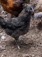 Mooie jonge hennen groenleggers en marans, Vrouwelijk, Kip