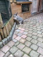 Konijn ram, Dieren en Toebehoren, Konijnen, Mannelijk