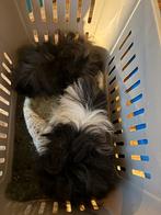 Cavia’s vader & zoon, Dieren en Toebehoren, Knaagdieren, Cavia, Mannelijk, Tam, September