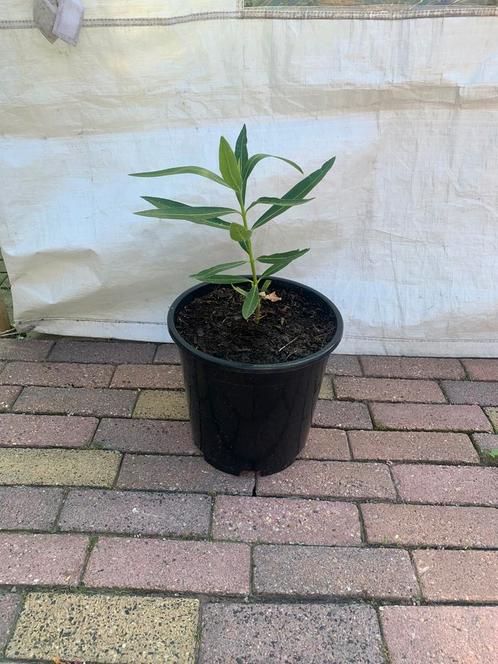 Te koop oliander, Tuin en Terras, Planten | Tuinplanten, Ophalen