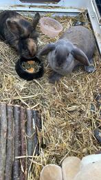 Twee zusjes opnieuw op zoek, Dieren en Toebehoren, Vrouwelijk, Middelgroot, Hangoor, 0 tot 2 jaar