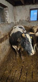 Drachtige dikbil vaars, Dieren en Toebehoren, Vrouwelijk, 3 tot 6 jaar