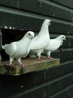 Mooie figuritas, Dieren en Toebehoren, Vogels | Duiven, Mannelijk