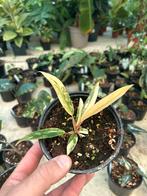 Philodendron Caramel Marble - Baby Plantje, Huis en Inrichting, Kamerplanten, Overige soorten, In pot, Minder dan 100 cm, Groene kamerplant