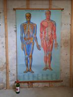 Anatomische poster jaren 50,  anatomie  vintage  retro, Gebruikt, Ophalen of Verzenden, Hout, 75 cm of meer