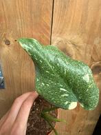 Monstera thai constellation plant mint variegata, Huis en Inrichting, Ophalen of Verzenden, Halfschaduw, Minder dan 100 cm