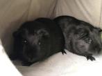 Twee cavia’s beertjes, Cavia, Juni, Mannelijk, Tam