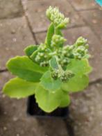 Sedum in de knop, rose bloem, Tuin en Terras, Ophalen, Zomer, Overige soorten, Volle zon