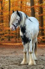 Irish Cob hengst - lief en sociaal en makkelijk in de omgang, Dieren en Toebehoren, Paarden, Minder dan 160 cm, 0 tot 2 jaar, Hengst