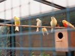 gele kanaries, Dieren en Toebehoren, Vogels | Kanaries, Meerdere dieren, Kleurkanarie