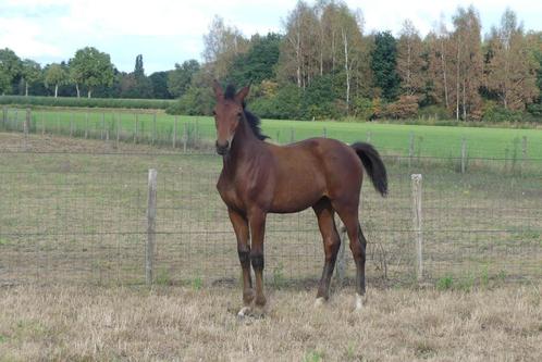 Zeer chique atletisch merrie veulen Hernandez (spring), Dieren en Toebehoren, Paarden, Merrie, Niet van toepassing, 0 tot 2 jaar