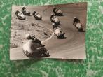 ansichtkaart motorrace op het circuit van Zandvoort., Ophalen of Verzenden, 1940 tot 1960, Ongelopen, Overige thema's
