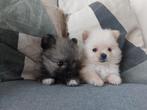 25-04-2025 geboren 2 Pomeriaan pups, mogen weg vanaf 17-06, Dieren en Toebehoren, Honden | Poolhonden, Keeshonden en Oertypen