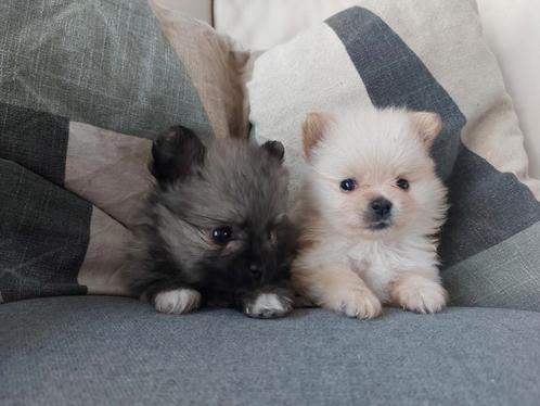 25-04-2025 geboren 2 Pomeriaan pups, mogen weg vanaf 17-06, Dieren en Toebehoren, Honden | Poolhonden, Keeshonden en Oertypen