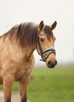 Unieke allround PRE merrie, nuchter, verkeersmak en drachtig, Merrie, Met stamboom, Dressuurpaard, Zadelmak