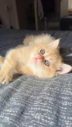 british kortehaar, Dieren en Toebehoren, Katten en Kittens | Raskatten | Korthaar, Kater, Ontwormd