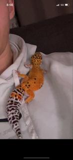 Luipaard gekko, Hagedis, 0 tot 2 jaar
