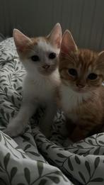 Kitten, Dieren en Toebehoren, Meerdere dieren, Ontwormd, 0 tot 2 jaar