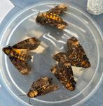 Doodshoofdsvlinder, Vlinders of Rupsen