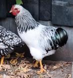 Gratis af te halen: Haan wyandotte columbia, Dieren en Toebehoren, Mannelijk, Kip