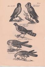 Prent Roofvogels, 1960 tot 1980, Verzenden, Zo goed als nieuw, Dier