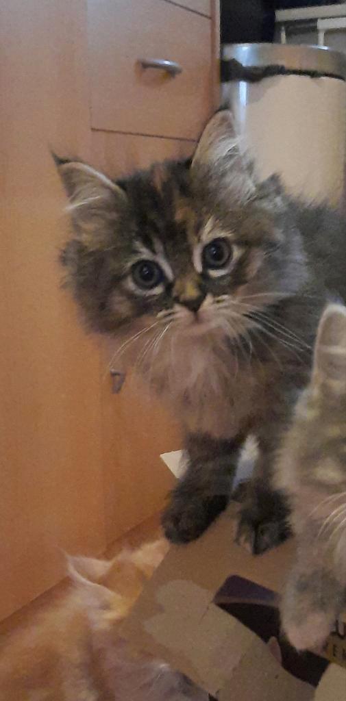 Ragdoll kittens mogen verhuizen, Dieren en Toebehoren, Katten en Kittens | Raskatten | Langhaar, Meerdere dieren, Ontwormd