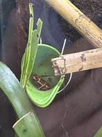 Ranitomeya summersi trio, 0 tot 2 jaar