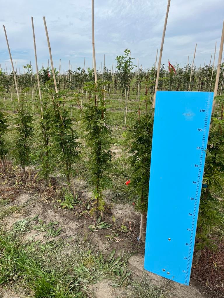 Sorbus Autumn Spire, Ophalen, Lente, Overige soorten, Volle zon