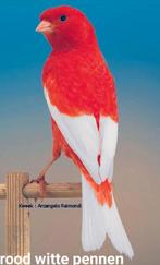 Kanarie pop gezocht rood met witte pennen, Dieren en Toebehoren, Vrouwelijk, Kleurkanarie
