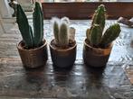 Cactus 3x, Ophalen, Minder dan 100 cm, Volle zon, In pot
