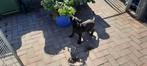 American Bully xl teef, Overige rassen, CDV (hondenziekte), 8 tot 15 weken, Teef