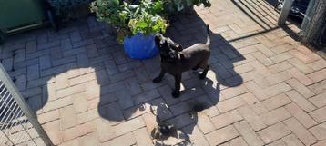 American Bully xl teef beschikbaar voor biedingen