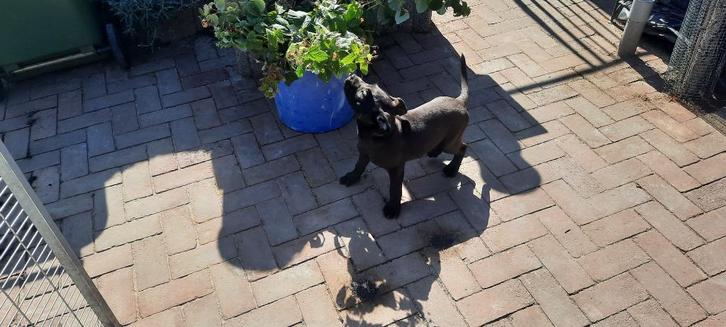 American Bully xl teef, Dieren en Toebehoren, Honden | Bulldogs, Pinschers en Molossers, Teef, Overige rassen, Particulier, Eén hond
