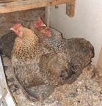 Cochin kriel hennen., Dieren en Toebehoren, Vrouwelijk, Kip