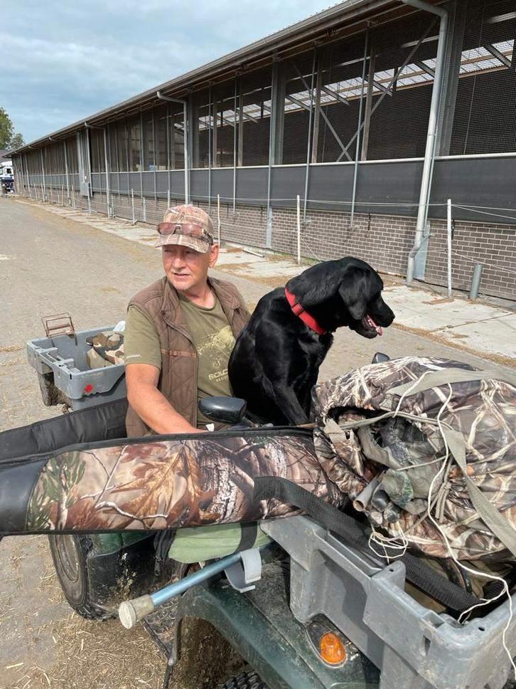 LABRADOR PUPS ENGELSE FIELD TRAIL  LIJN, Dieren en Toebehoren, Honden | Retrievers, Spaniëls en Waterhonden, Meerdere dieren, Labrador retriever