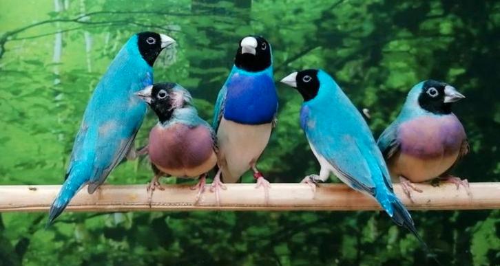 Gezocht volière en tropische vogels., Dieren en Toebehoren, Vogels | Overige Vogels, Meerdere dieren