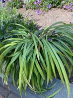 TUINPLANT Liriope, Tuin en Terras, Planten | Tuinplanten, Ophalen, Zomer, Overige soorten, Halfschaduw