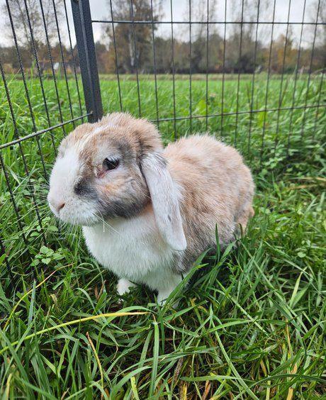 Holly zoekt een huisje! (gesteriliseerd), Dieren en Toebehoren, Konijnen, Klein, Vrouwelijk, 9 jaar of ouder, Hangoor