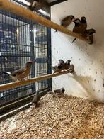 Spitsstaartamadine I veel keuze uit tropische vogels, Dieren en Toebehoren, Vogels | Kanaries, Meerdere dieren, Kleurkanarie