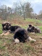 Nestje pups (Husky x Wolfspitz x Duitse Herder), Particulier, Rabiës (hondsdolheid), 8 tot 15 weken, Buitenland