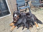 Berner sennen pups, Dieren en Toebehoren, Meerdere, Meerdere dieren, Nederland, Particulier
