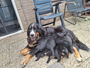 Berner sennen pups beschikbaar voor biedingen