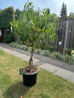 Grote mooie Schefflera, Huis en Inrichting, Kamerplanten, Groene kamerplant, Ophalen, Halfschaduw, 150 tot 200 cm