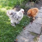 zijdehoender, Dieren en Toebehoren, Mannelijk, Kip