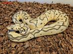 1.1 Pastel blade Clown / Pastel Clown-Koppel € 100, Dieren en Toebehoren, Reptielen en Amfibieën, Slang, 0 tot 2 jaar