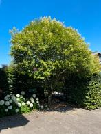 Japanse liguster Boom (Ligustrum japonicum), Ophalen, Halfschaduw, Overige soorten, Zomer